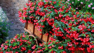 5 Pflanzen für den Halbschatten im Garten