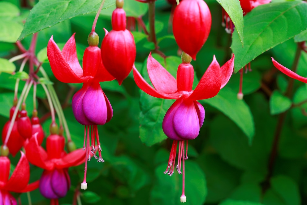 Fuchsien gehören zu den Pflanzen, die Halbschatten bevorzugen