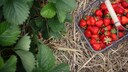Wie man reifes Obst im Garten richtig pflückt