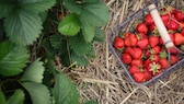 Wie man reifes Obst im Garten richtig pflückt