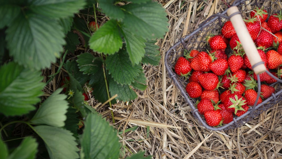 Wie man reifes Obst im Garten richtig pflückt