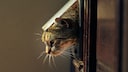 Darf man als Mieter eine Katzenklappe in der Tür einbauen?