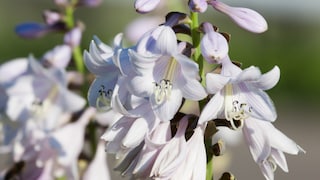 Funkie: Die Blaublatt-Funkie 'Elegans' ihrer weißlich-violetten Blütenpracht