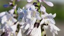 Funkie: Die Blaublatt-Funkie 'Elegans' ihrer wei&szlig;lich-violetten Bl&uuml;tenpracht