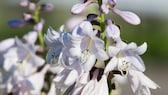 Funkie: Die Blaublatt-Funkie 'Elegans' ihrer weißlich-violetten Blütenpracht
