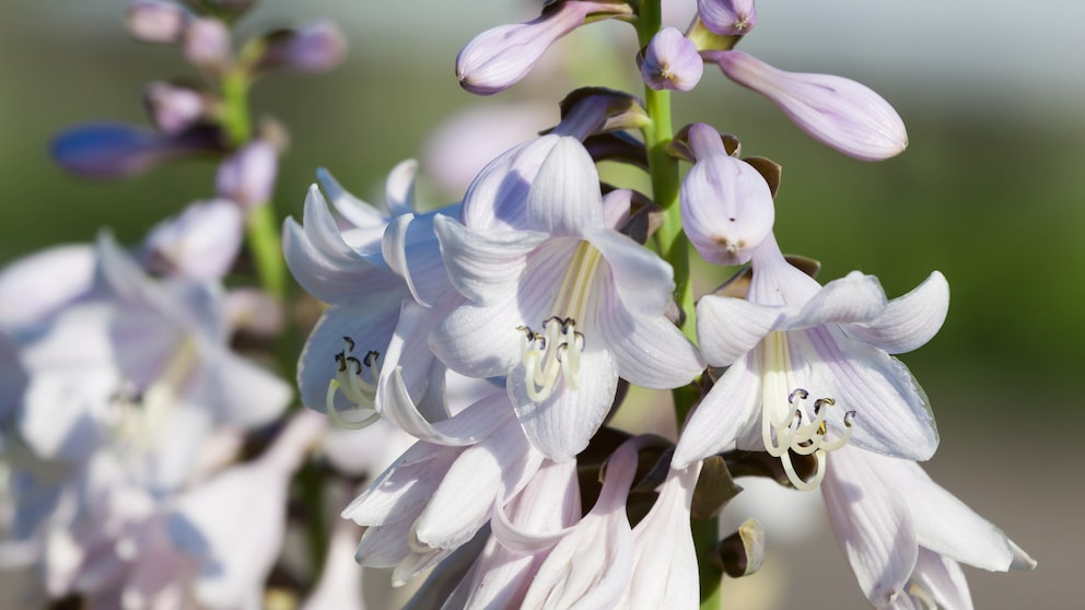 Funkie: Die Blaublatt-Funkie 'Elegans' ihrer weißlich-violetten Blütenpracht