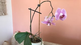 Blumentopf verschönern – DIY-Video-Anleitung