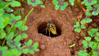 Erdwespen krabbeln um den Eingang ihres Erdwespennestes herum