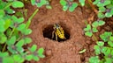 Erdwespen krabbeln um den Eingang ihres Erdwespennestes herum