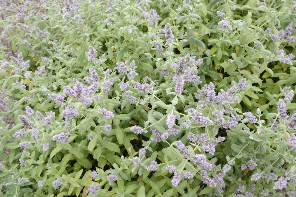 Silberminze ist eine außergewöhnliche Minzsorte für den Garten