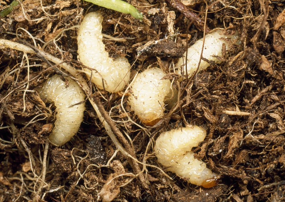 Die Larven des Dickmaulrüsslers richten Schaden an