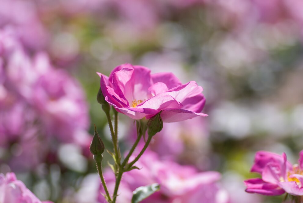 Wildrosen: Rosa rugosa mit pinken Blüten