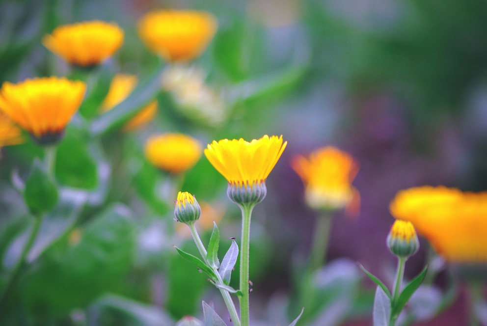 Schließt die Ringelblume ihre Blüten, wird es nass