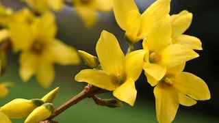 Forsythien richtig anpflanzen und pflegen