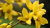 Forsythien richtig anpflanzen und pflegen