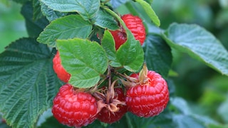 Himbeeren: Fünf Himbeeren wachsen am Strauch