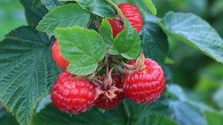 Himbeeren: Fünf Himbeeren wachsen am Strauch