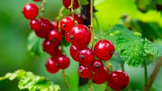 Johannisbeeren im Garten anpflanzen