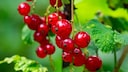 Johannisbeeren im Garten anpflanzen