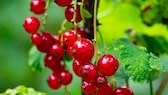 Johannisbeeren im Garten anpflanzen