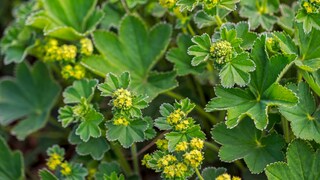 Frauenmantel ist eine beliebte Pflanze zur Beeteinfassung, aber auch als Heilkraut im Kräuterbeet unverzichtbar sowie ein idealer Rosenbegleiter