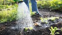 Wasser im Garten sparen – 5 Tipps