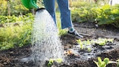 Wasser im Garten sparen – 5 Tipps