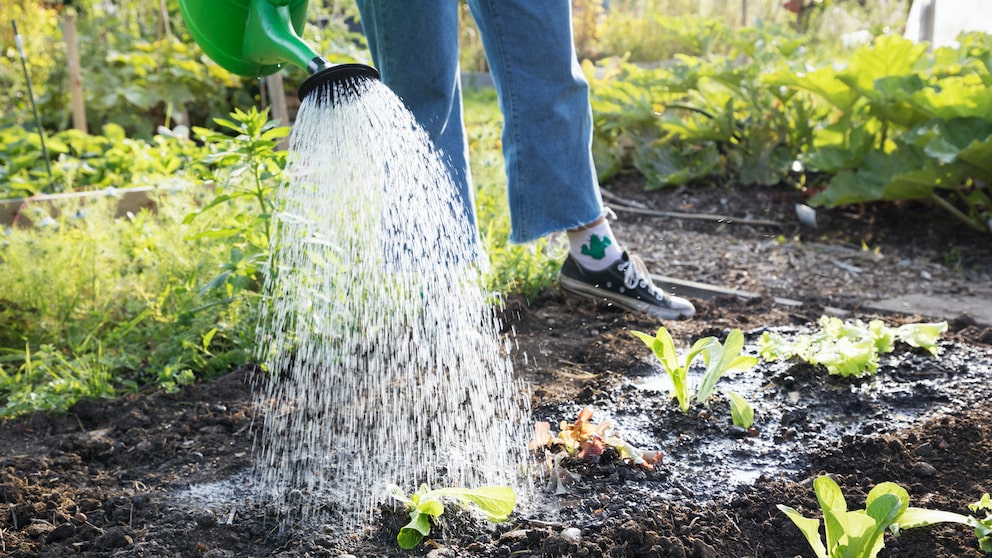 Wasser im Garten sparen – 5 Tipps