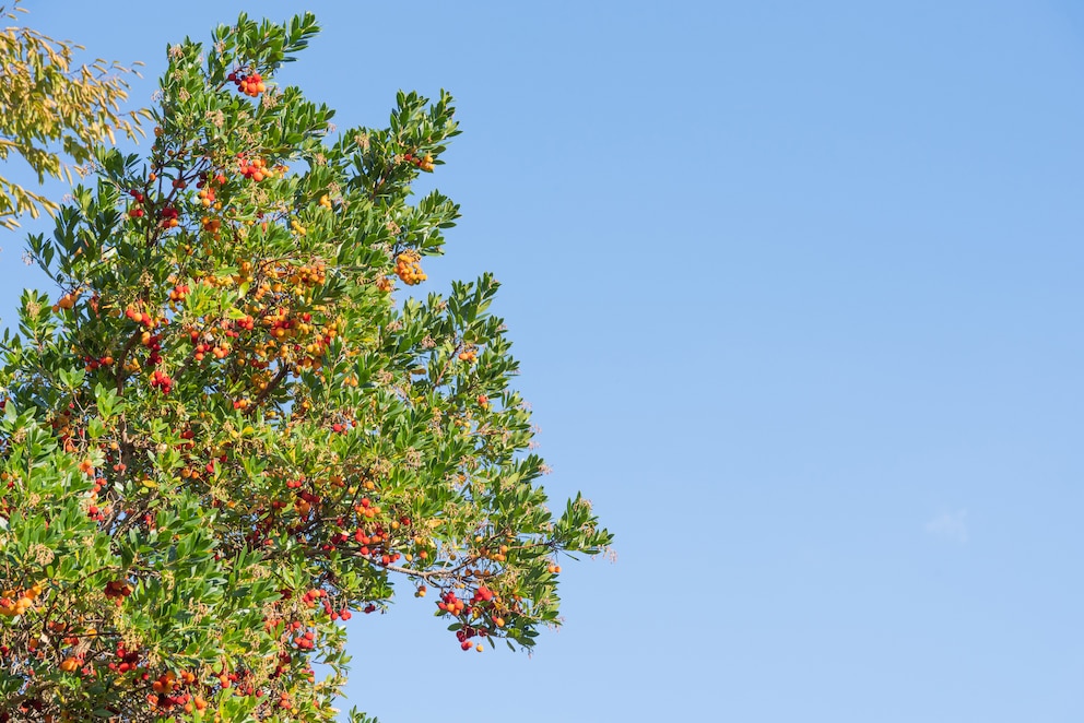 Erdbeerbaum Arbutus im Garten anpflanzen und pflegen