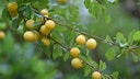 Mirabellen im Garten anpflanzen und pflegen