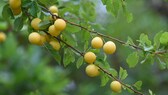 Mirabellen im Garten anpflanzen und pflegen