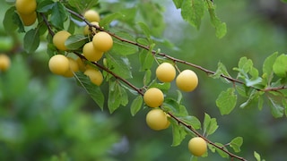 Mirabellen im Garten anpflanzen und pflegen