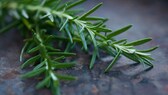 Rosmarin im Garten und auf dem Balkon anpflanzen und vermehren