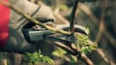 Rost von Gartenschere befreien – Trick mit Hausmittel