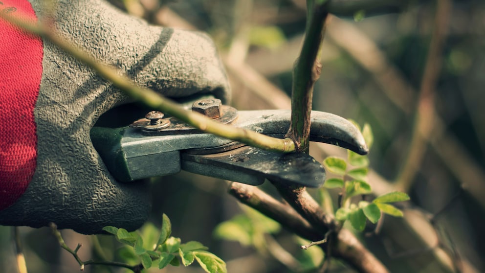 Rost von Gartenschere befreien – Trick mit Hausmittel