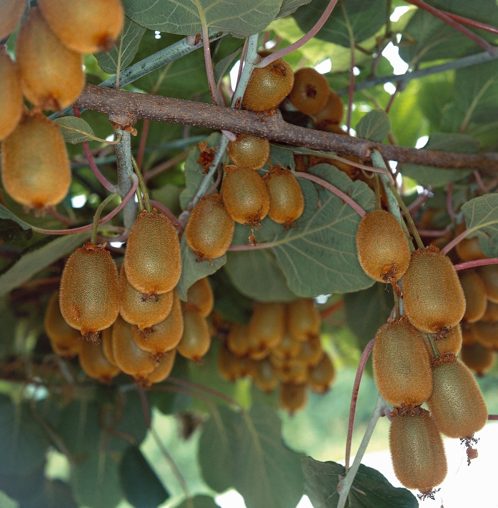 Kiwis sind die perfekte Bereicherung für jeden Garten, aber auch Balkon, sind sie doch kalorienarm, aber reich an Ballaststoffen, Vitamin C, Eisen, Kalium, Calcium und vielen Mineralstoffen