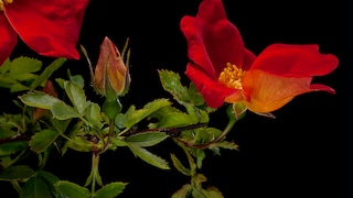 Wildrose: Eine Wildrose mit leuchtend orangenroter Blüte