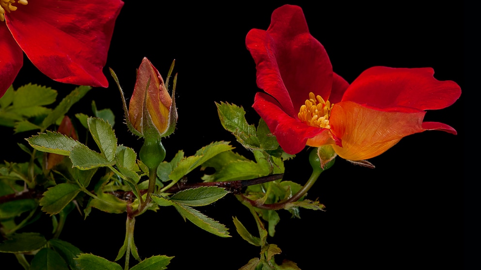 Wildrose: Eine Wildrose mit leuchtend orangenroter Blüte