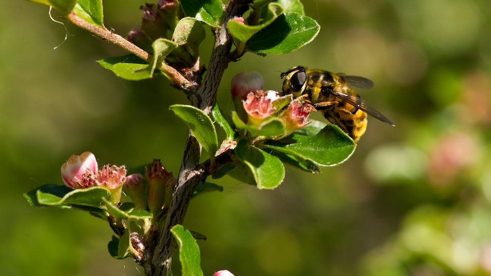 Eine Schwebfliege saugt Nektar an einer Blüte.