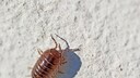 Sind Asseln im Garten Schädlinge oder Nützlinge?