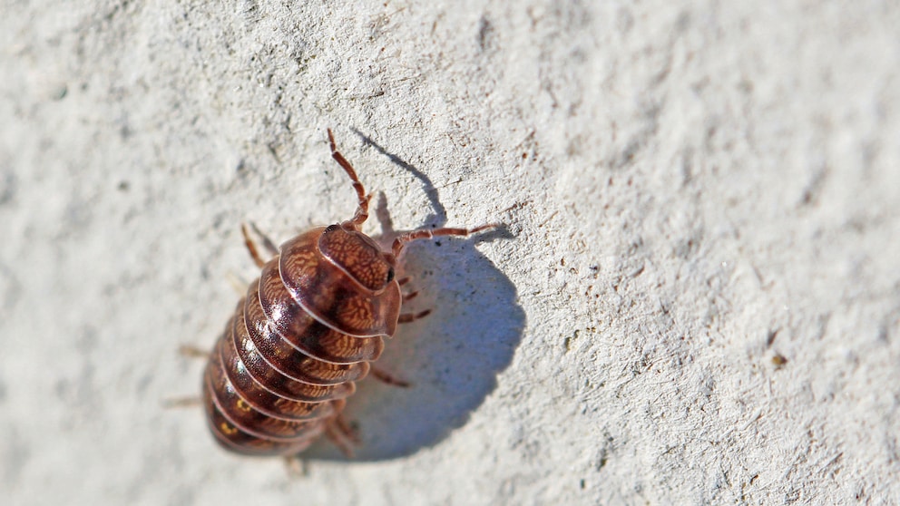 Sind Asseln im Garten Schädlinge oder Nützlinge?