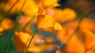 Goldmohn blüht auf einer Wiese strahlend gelb