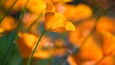 Goldmohn blüht auf einer Wiese strahlend gelb