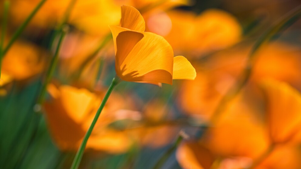 Goldmohn blüht auf einer Wiese strahlend gelb