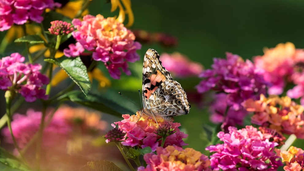 Gartenarbeiten im Juli – anpflanzen, pflegen, ernten