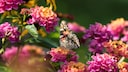 Gartenarbeiten im Juli – anpflanzen, pflegen, ernten