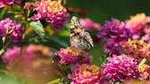 Gartenarbeiten im Juli – anpflanzen, pflegen, ernten