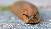 Umweltverträgliches Schneckenkorn im Garten einsetzen