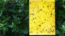 Mit Gelbtafeln gegen Schädlinge im Garten vorgehen