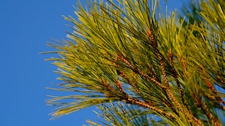Pinien im Garten anpflanzen oder im Topf kultivieren